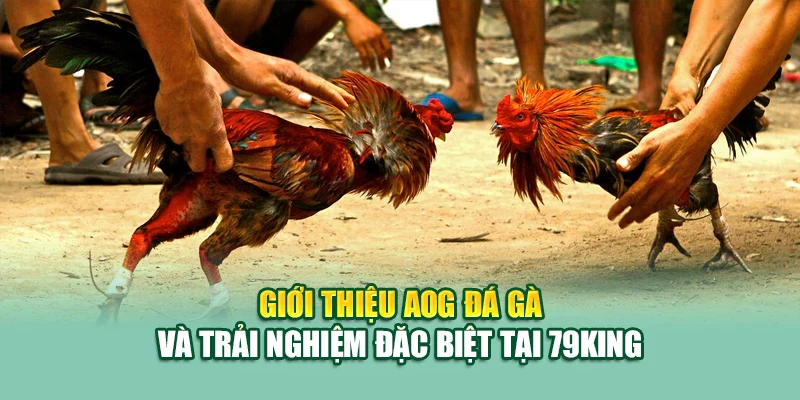 AOG Đá Gà – Sân Chơi Đối Kháng Đỉnh Cao Tại 79King 1 Giới thiệu AOG đá gà và trải nghiệm đặc biệt tại 79King